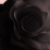 :iconflowerwiththorns: