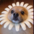 :iconflowerx: