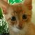 :iconflowery-donut: