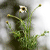 :iconflowery-zim:
