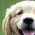 :iconfluff-pup-demon: