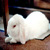 :iconfluffy-bunnies-will: