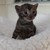 :iconfluffy-dujour: