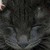 :iconfluffy263: