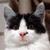 :iconfluffyball: