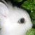 :iconfluffybunny446: