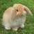 :iconfluffybunny98: