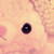 :iconfluffybunnycharms: