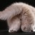 :iconfluffybuttadopts: