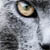 :iconfluffycookie: