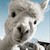 :iconFluffyLlama: