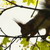 :iconfluffymarten: