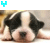 :iconfluffypenguin: