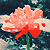 :iconflurish: