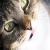 :iconflutekitty: