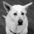 :iconflutelover14: