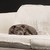 :iconflutterby557: