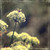 flutterbydragonfly :iconflutterbydragonfly: