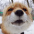 :iconfluttermyonne: