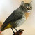 :iconfluxible: