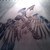 :iconfly-for-me-blue-jay: