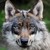 :iconfly0771: