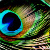 :iconfly4ajedi: