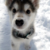 :iconflyback600: