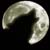 :iconflydogfly: