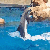 :iconflydolphins:
