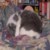 :iconflyfree714: