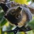 :iconflying-fox-x3: