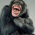 :iconflying-v-monkey: