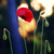 :iconflyingandfalling: