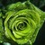 :iconflyingandfree: