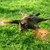 :iconflyingcatplz: