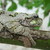 :iconflyingdragongecko: