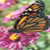 :iconflyingflwer:
