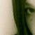 :iconflyingpenguin32: