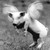 :iconflyingpigphotography: