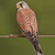 :iconflyingraptor:
