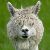 :iconflyingsquirrel73: