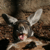 :iconflyingstorm: