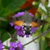 :iconflyingvisit: