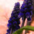 :iconflyininmydreams: