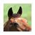 :iconflypilot: