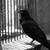 :iconfobosphobos: