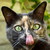 :iconfocusfrog: