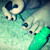 :iconfofannie: