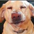 :iconfogbone: